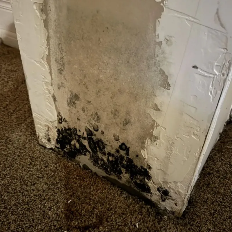 Professional Mold Removal in Naples, UT